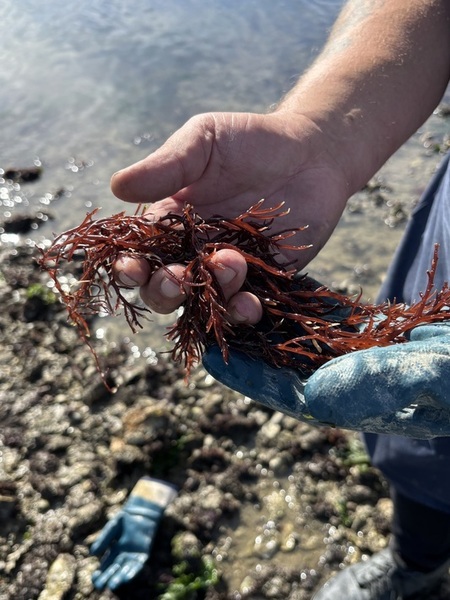 6-priemwier1 6-priemwier1